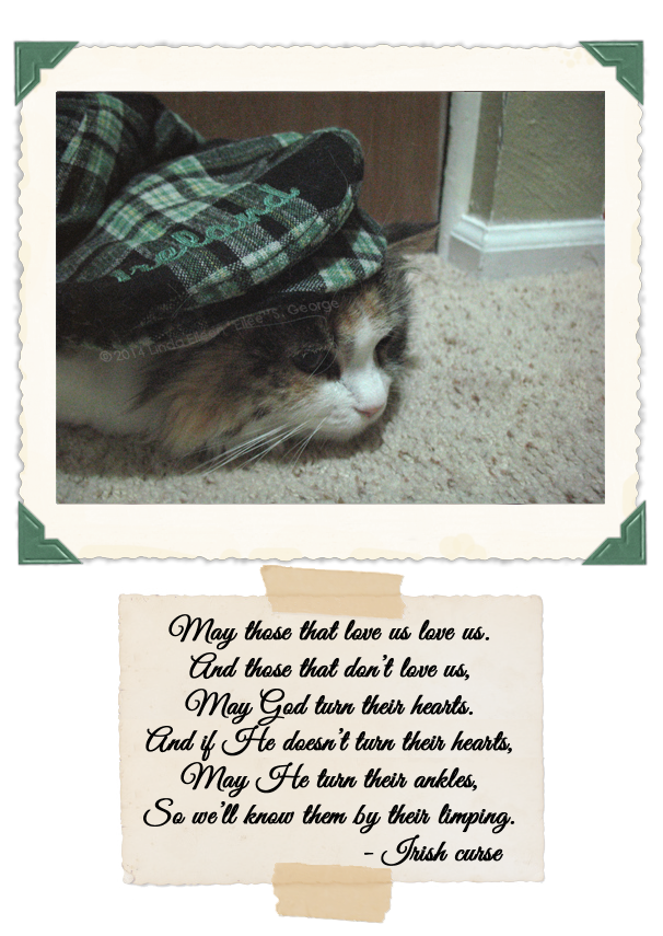 Yeti-the-Cat-Boo-St-Pat