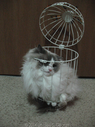 The-Caged-Yeti-Sings