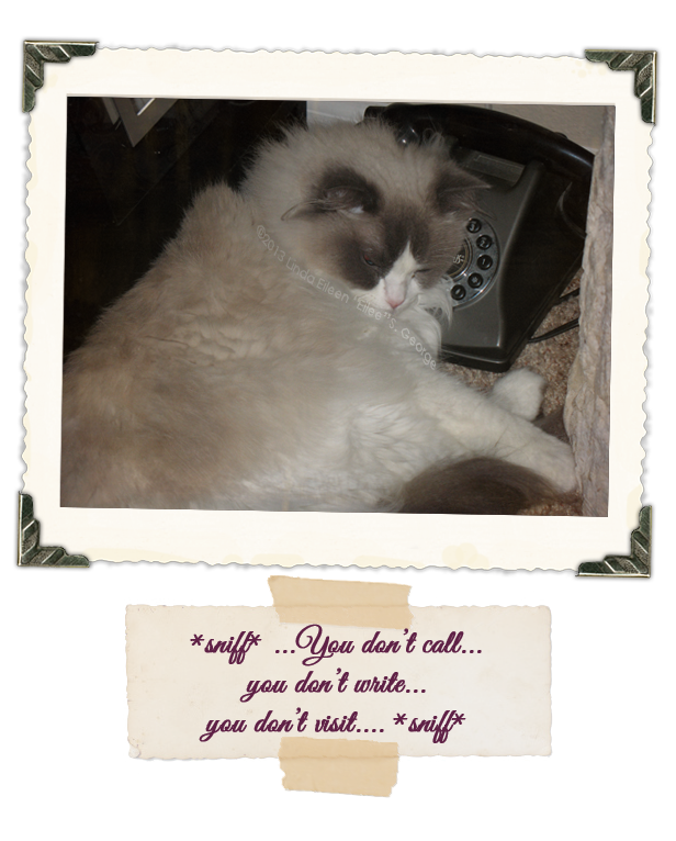 Yeti-the-Cat-Misses-U-Captioned-sniff-You-Don't-Call-You-Don't-Write-You-Don't-Visit-sniff