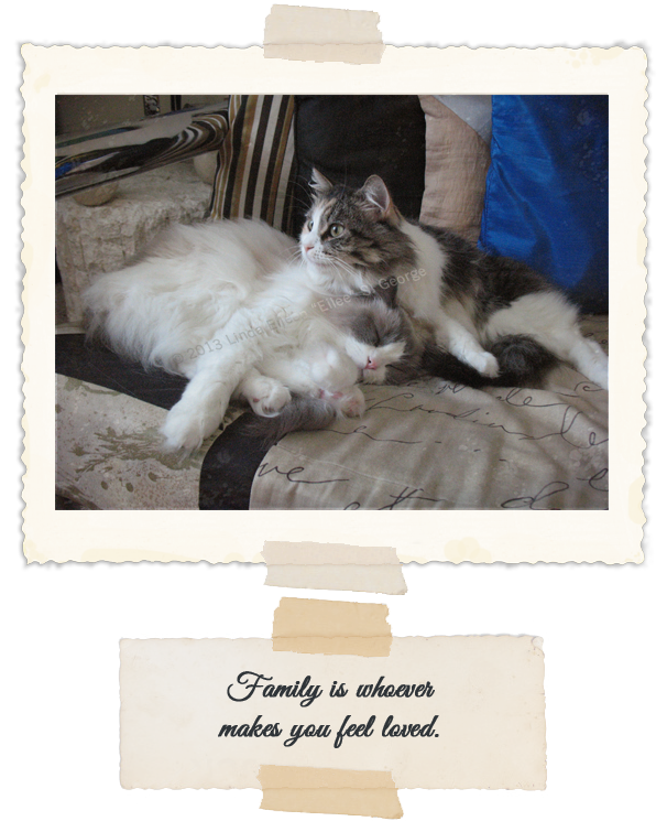 Yeti-the-Cat-YetiSleepBooAwake