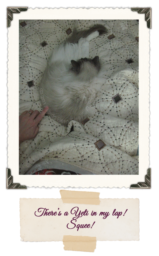 Yeti-the-Cat-Elusive-Yeti-In-Lap