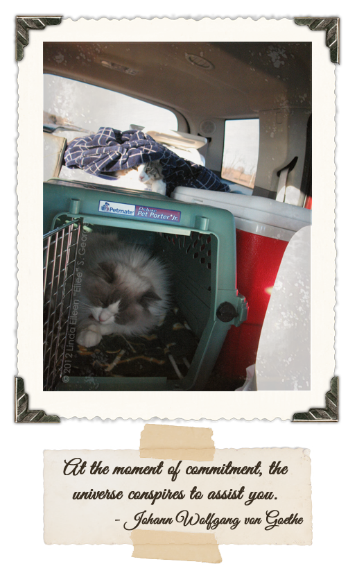 Yeti-the-Cat-Yeti-n-Boo-Travel