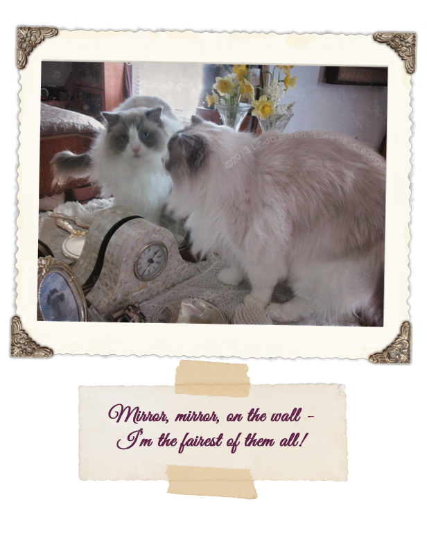 Yeti the Cat is Fairest of All