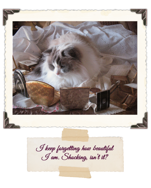 Yeti the Cat Admires Herself in Vintage Compacts