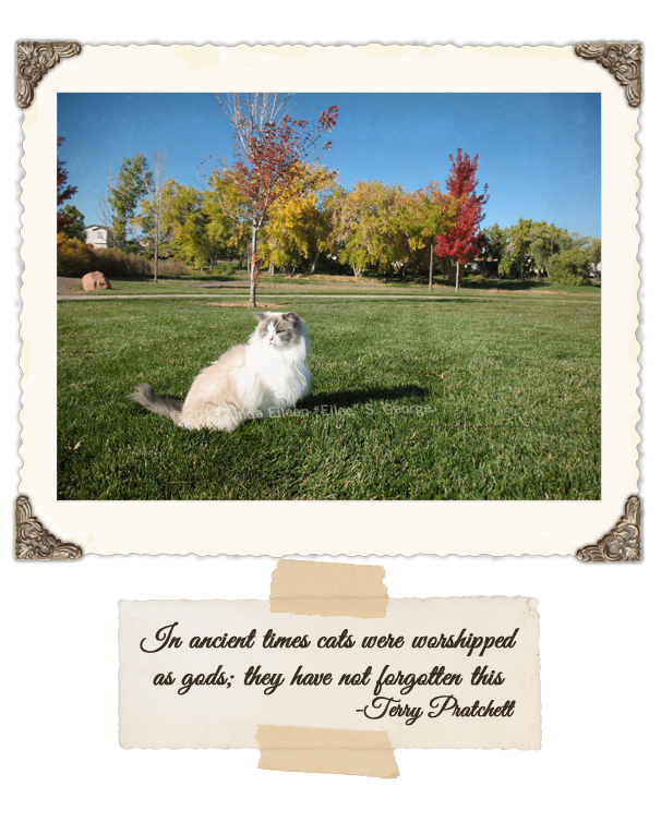 Yeti-the-Cat-Vain-Autumn