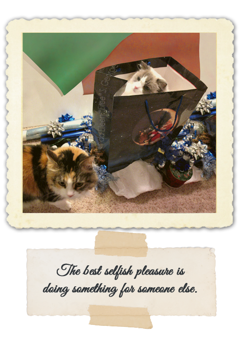 CatsXmasWrap